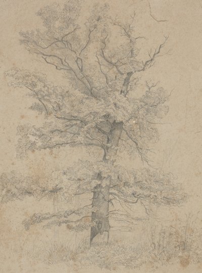美国冷杉 作者 艾达·魏塞尔伯格·哈德拉（Ida Weisselberg Hadra）