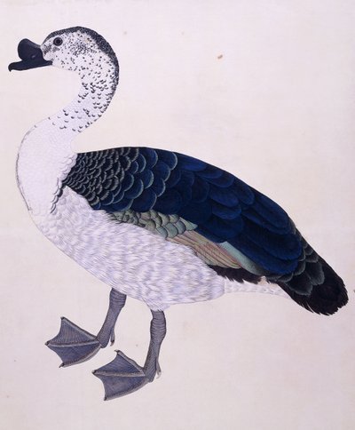 梳鸭，约1800年 作者 印度学校