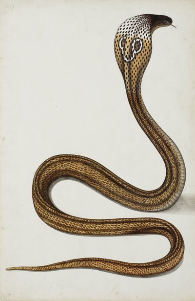 眼镜蛇（Maja tripudians）带帽罩，1785-89（纸上不透明的wc） 作者 印度学校
