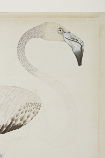 火烈鸟，细节，c.1780（纸上不透明的wc） 作者 印度学校