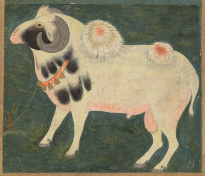 皇家公羊与金链，约 1585 年（纸面不透明水彩和金色） 作者 印度学校