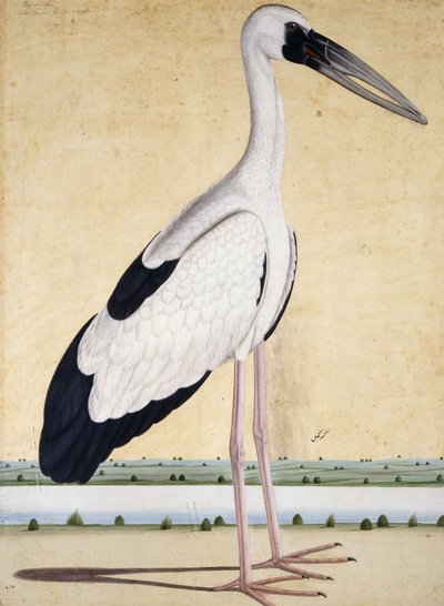 喙喙鹳c。 1780 作者 印度学校