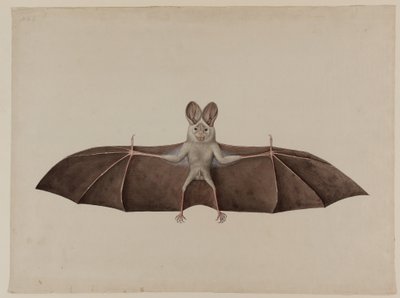 亚洲小虚假吸血蝙蝠，约1790年 作者 印度学校