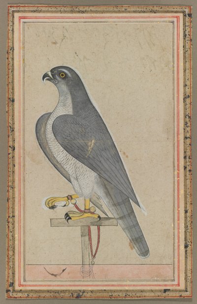 猎鹰，约 1770 年（纸上不透明水彩画） 作者 印度学校