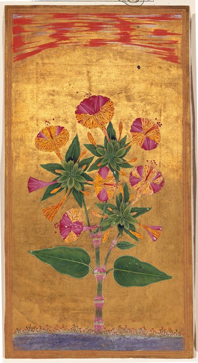四个OClock或秘鲁奇迹（Mirabilis Jalapa），莫卧儿时期，c.1640（不透明的水彩和纸上的黄金） 作者 印度学校