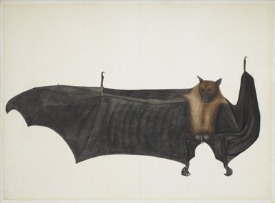 伟大的印度果蝠，约1777-82年（纸上的铅笔，墨水和水彩画） 作者 印度学校