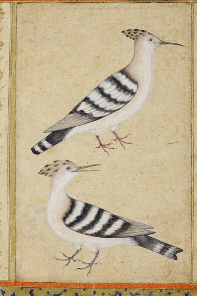 Hoopoes，c.1590（不透明的wc和黄金在纸上） 作者 印度学校