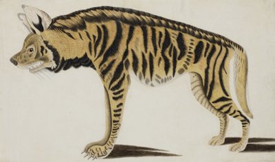 鬣狗，1794年后（纸上不透明的wc） 作者 印度学校