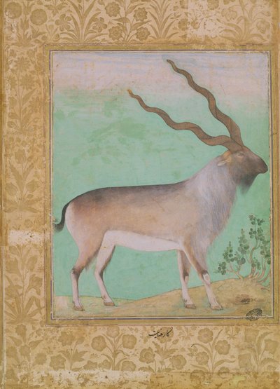 Ibex，莫卧儿 作者 印度学校