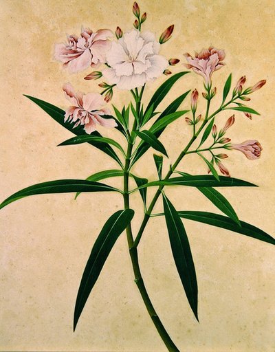 夹竹桃，约1840年（水粉画） 作者 印度学校