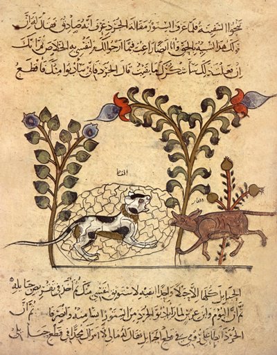 猫和老鼠，"Kalila va dimna "中的阿拉伯缩影 作者 印度学校