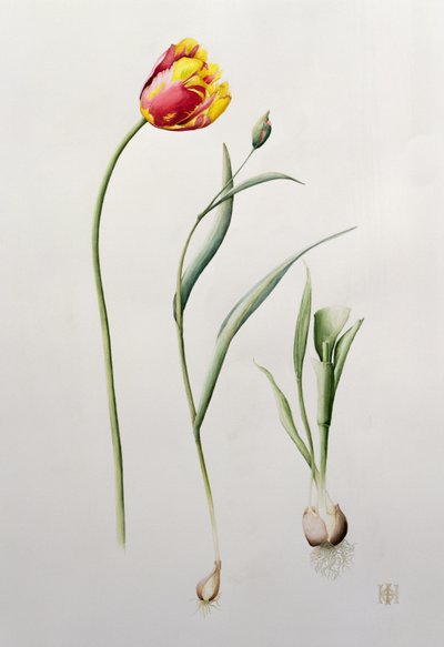 Parrot Tulip，1995（wc） 作者 爱奥娜·霍登（Iona Hordern）