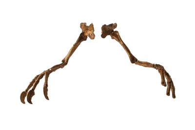 拥有巨臂和巨爪的蒙古恐龙 Deinocheirus。 作者 艾拉·布洛克
