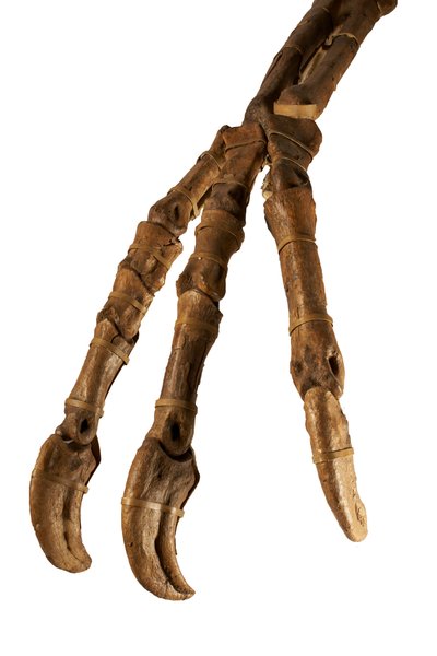 拥有巨臂和巨爪的蒙古恐龙 Deinocheirus。 作者 艾拉·布洛克