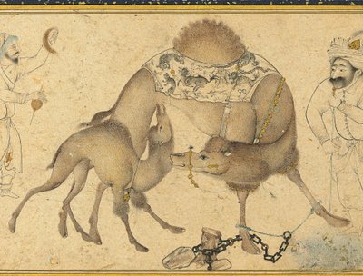 骆驼和她的小牛，萨法维德伊朗，1650-1700年 作者 伊朗学校