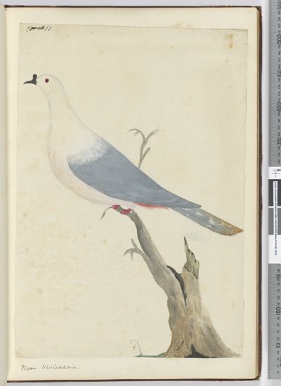 F.11鸽子。新喀里多尼亚，1772-75（wc） 作者 艾萨克·史密斯