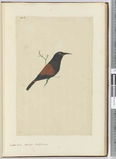 F.18荆鸟。布谷鸟。新西兰，1772-75（wc） 作者 艾萨克·史密斯