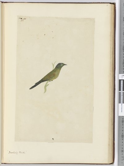 F.22嘲弄鸟，1772-75（wc） 作者 艾萨克·史密斯