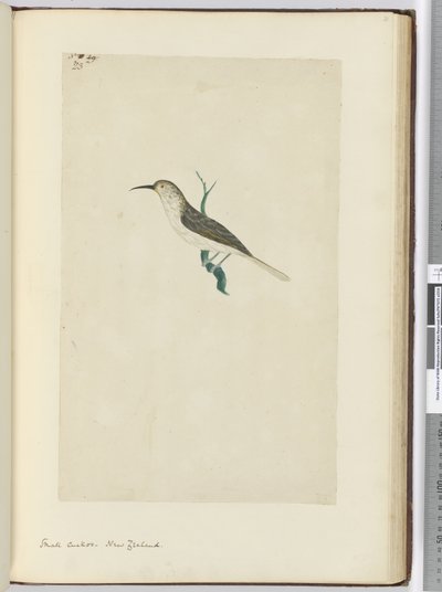 F.23小杜鹃。新西兰，1772-75（wc） 作者 艾萨克·史密斯