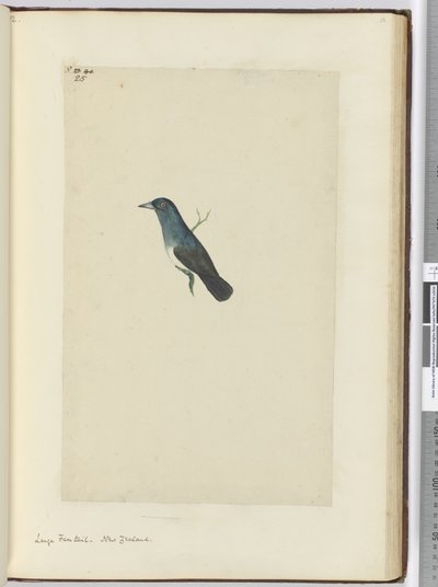 F.25大扇尾。新西兰，1772-75（wc） 作者 艾萨克·史密斯
