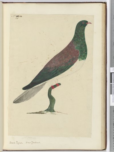 F.26木鸽。新西兰，1772-75（wc） 作者 艾萨克·史密斯