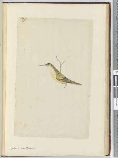 F.28杜鹃。新西兰，1772-75（wc） 作者 艾萨克·史密斯