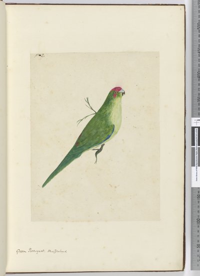 F.2绿色parroquet。新西兰，1772-75（wc） 作者 艾萨克·史密斯