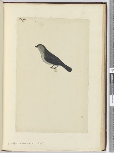 F.30新西兰鸟类如知更鸟一样驯服，1772-75（wc） 作者 艾萨克·史密斯