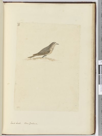 F.31沙云雀。新西兰，1772-75（wc） 作者 艾萨克·史密斯