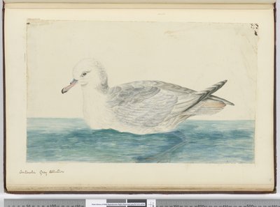 F.42南极灰信天翁，1772-75（wc） 作者 艾萨克·史密斯