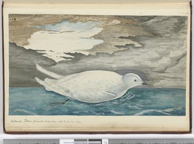 F.53南极海燕（小于29号）见于1772年1月1772年，1772-75（wc） 作者 艾萨克·史密斯