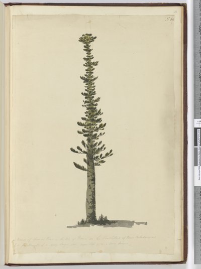 F.54新喀里多尼亚南端松树岛上的一种云杉松，高大的桅杆非常大。 1774年9月17日，1772-75（wc） 作者 艾萨克·史密斯