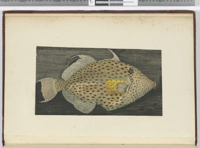 F.55一条名为S. Jago的老太太的鱼，1772-75（wc） 作者 艾萨克·史密斯