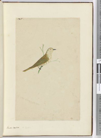 F.5小杜鹃。新西兰，1772-75（wc） 作者 艾萨克·史密斯