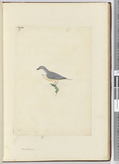 f.17身份不明的新西兰鸟类，1772-75（wc） 作者 艾萨克·史密斯