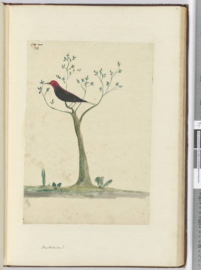 f.24新赫布里底群岛？，1772-75（wc） 作者 艾萨克·史密斯