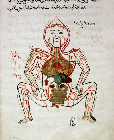 阿拉伯医学：“血液循环和消化系统” 解剖手稿“Tashrih bi al-Taswir”（人体解剖学）的缩影，曼苏尔 (Mansur) ibn Ilyas（约 1390 年） 17 世纪伊斯坦布尔，大学图书馆 作者 伊斯兰学校