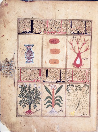 Arabe女士2964 fol.49来自加利恩之后的Theriac论文的植物，1217年 作者 伊斯兰学校