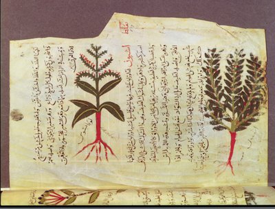 Arabe女士4947年代，84岁，植物来自Dioscoride的论文，13世纪 作者 伊斯兰学校