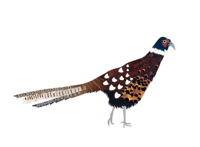 野鸡，2013 年（剪纸） 作者 伊莎贝尔·巴伯