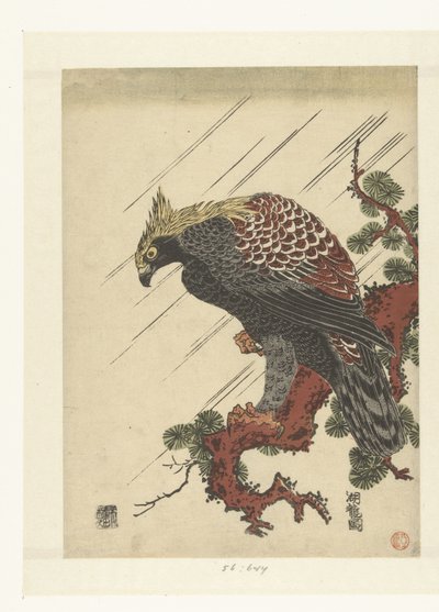雨中松枝上的鹰 作者 oda田K