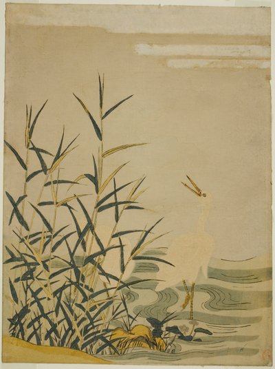 芦苇丛中的白鹭 作者 oda田K