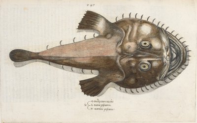 蟾蜍鱼，插图选自 Ippolito Salviani 的《Aquatilium Animalium Historiæ liber primus》。 作者 意大利学校