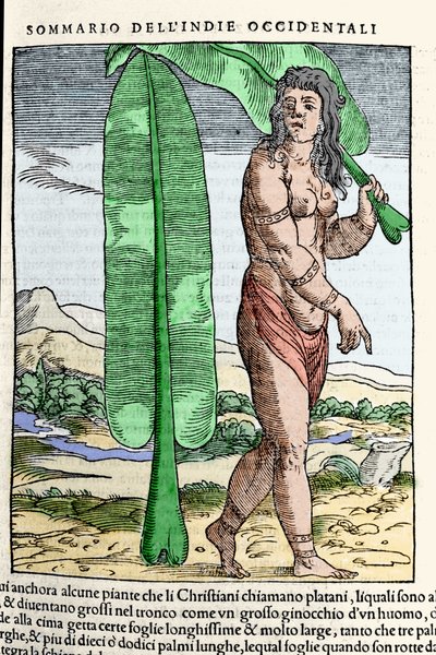 站在烟叶旁的西印度人。 来自“Navigationi and Viaggi”一书的雕刻。 乔瓦尼·巴蒂斯塔·拉穆西奥 (Giovanni Battista Ramusio，1485-1557) 于 1565 年在威尼斯创作的三世。 作者 Italian School