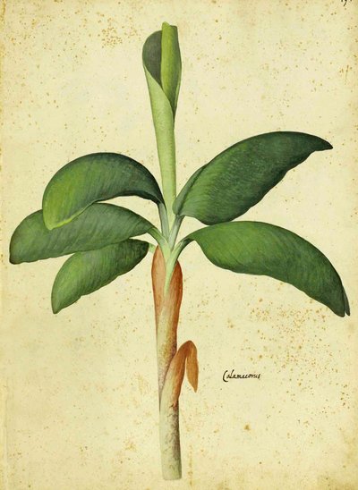 Ulisse Aldrovandi的菖蒲菖蒲 作者 意大利学校