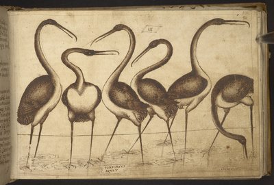 附录：82955，f.110 鸟类。82955，f.110 鸟类，选自《动物史》（由 245 幅不同种类动物和神兽的笔墨图画组成，每幅图画都附有说明），1595 年 作者 意大利学校