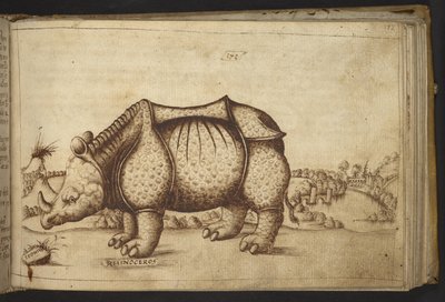 Add.82955, f.172 Rhinocerous. 作者 意大利学校