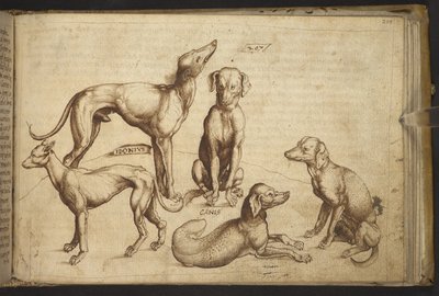 Add.82955，f.206 不同品种的狗（"canis"），选自 Historia Animalium，（包括 245 幅不同种类动物和神兽的笔墨画，每幅画都附有说明）1595 作者 意大利学校