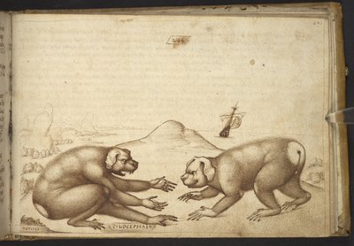 Add.82955，f.244 像狗一样的生物在打架（"Cinocephalus"）。 作者 意大利学校