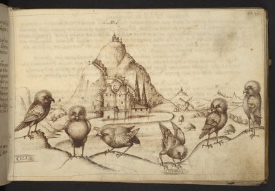 Add.82955，f.40 鸟类。(Cela"、"Idonivus."），选自《动物史》（由 245 幅不同种类动物和神兽的笔墨图画组成，每幅图画都附有说明），1595 年 作者 意大利学校